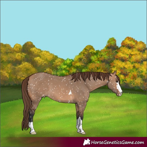 Horse Color:Bay Dun Snowflake Varnish