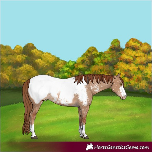 Horse Color:Red Dun Near Fewspot
