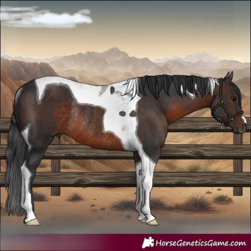 Horse Color:Brown Mushroom Tobiano Rabicano