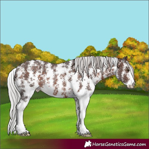 Horse Color:Silver Brown Mushroom Sabino Rabicano 