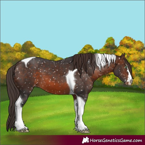 Horse Color:Brown Mushroom Tobiano Snowflake Varnish