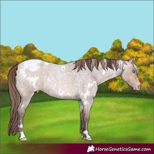 Horse Color:White Spotted Amber Champagne Roan Mushroom Appaloosa