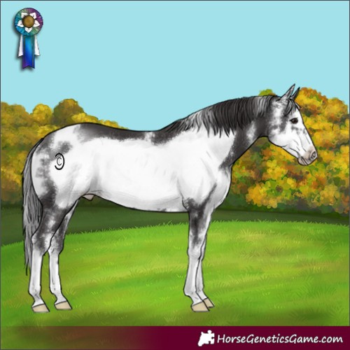 Horse Color:Smoky Black Sabino Frame