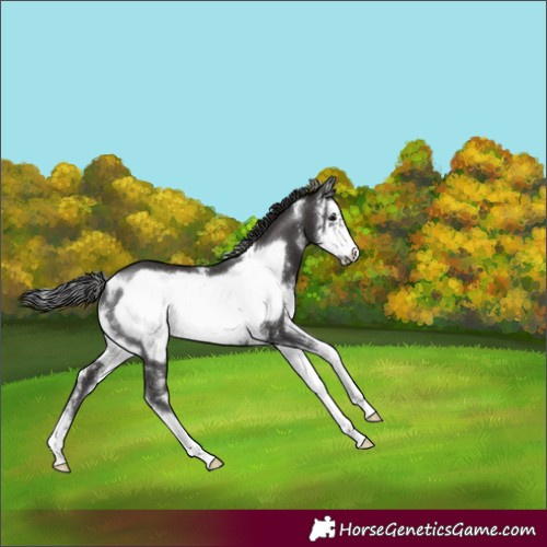Horse Color:Smoky Black Sabino Frame 