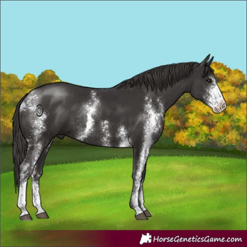 Horse Color:Smoky Black Sabino Rabicano