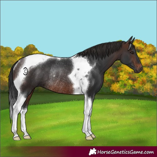 Horse Color:Brown Tobiano Rabicano