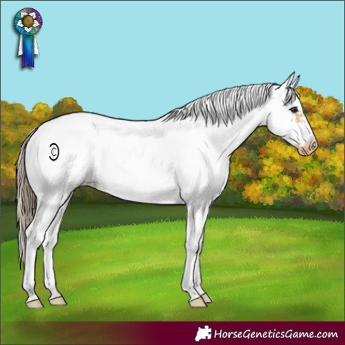 Horse Color:Buckskin Sabino Frame Appaloosa Rabicano 