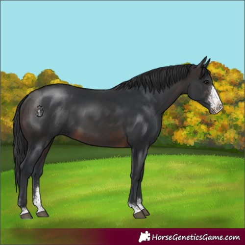 Horse Color:Brown Sabino