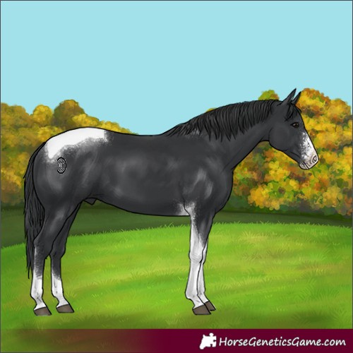 Horse Color:Black Sabino Tobiano 