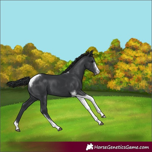 Horse Color:Black Sabino Tobiano 