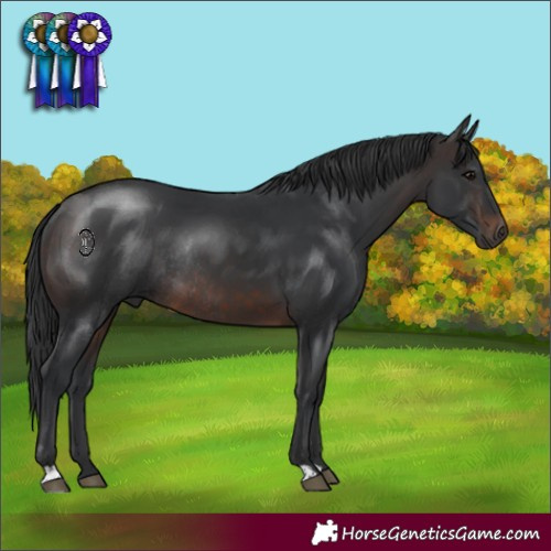 Horse Color:Brown Rabicano
