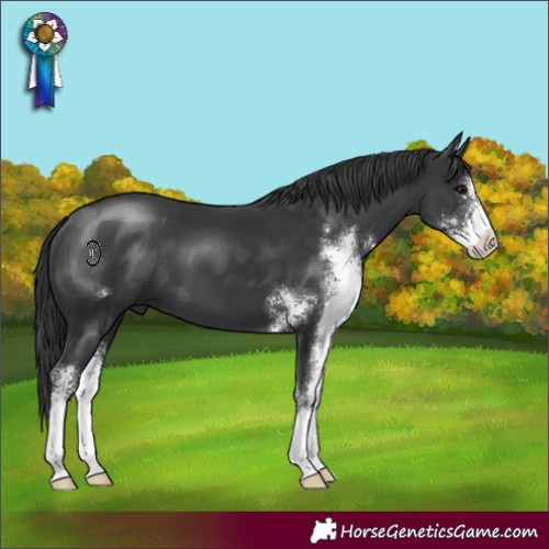 Horse Color:Black Sabino