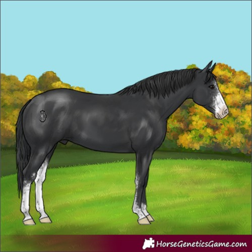 Horse Color:Black Sabino 