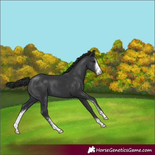 Horse Color:Black Sabino 