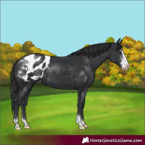 Horse Color:Black Sabino Blanket 