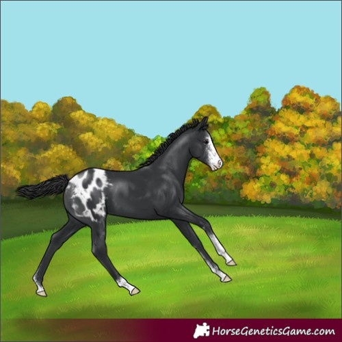 Horse Color:Black Sabino Appaloosa 