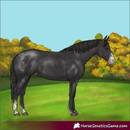 Horse Color:Smoky Black Sabino Appaloosa 