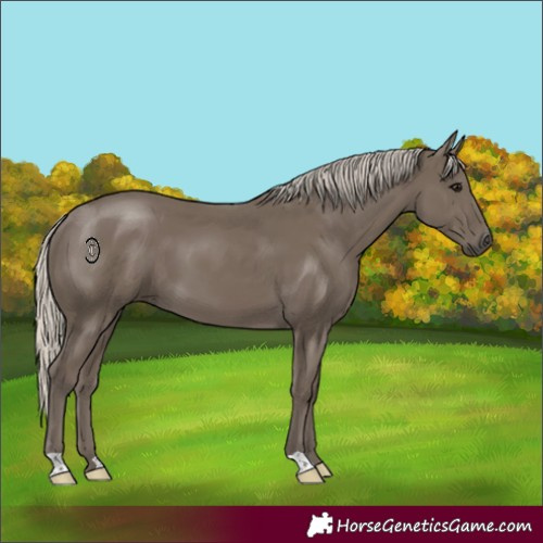 Horse Color:Silver Smoky Black 