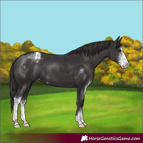 Horse Color:Smoky Black Sabino Varnish