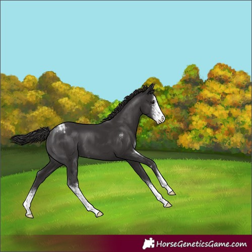 Horse Color:Smoky Black Sabino Appaloosa 