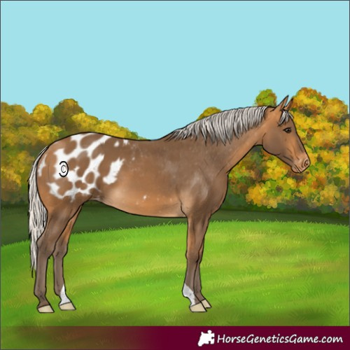 Horse Color:Silver Buckskin Appaloosa