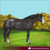 Horse Color:Smoky Black Sabino 