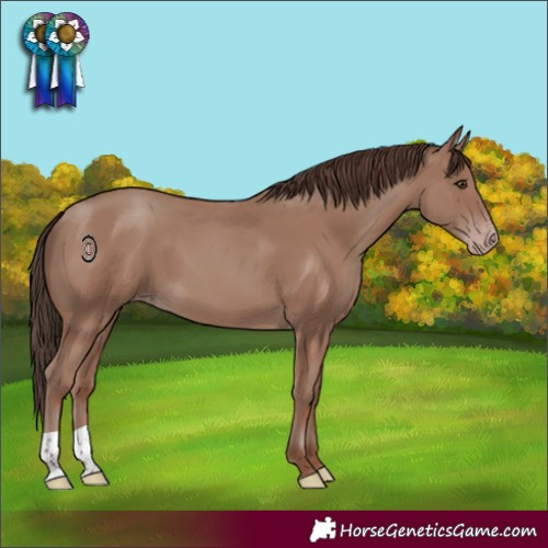 Horse Color:Classic Champagne 