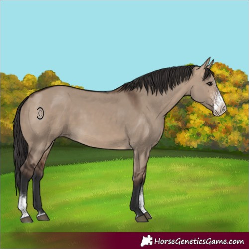 Horse Color:Brown Dun Sabino