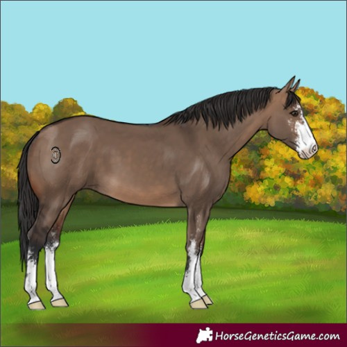 Horse Color:Brown Dun Sabino