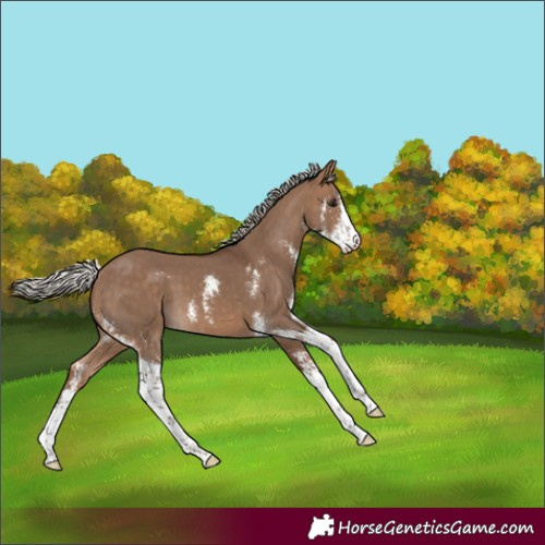Horse Color:Silver Brown Dun Sabino