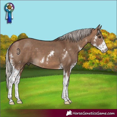 Horse Color:Silver Brown Dun Sabino 