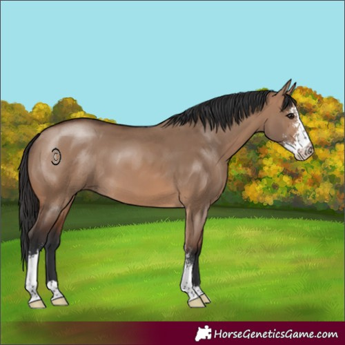 Horse Color:Brown Dun Sabino