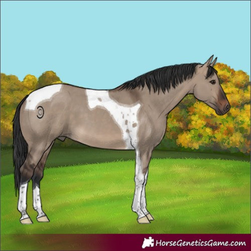 Horse Color:Brown Dun Tobiano