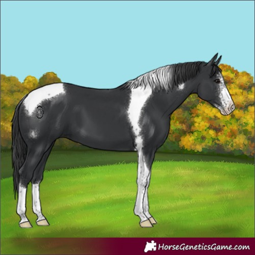 Horse Color:Black Sabino Tobiano