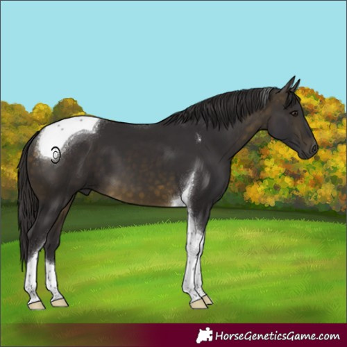 Horse Color:Buckskin Tobiano 