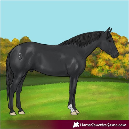 Horse Color:Black 