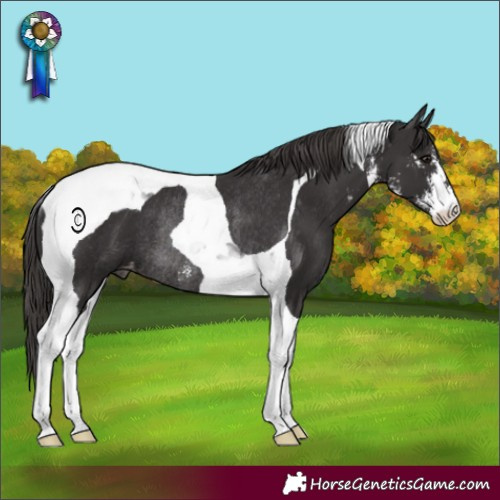 Horse Color:Smoky Black Sabino Tobiano Appaloosa Rabicano 