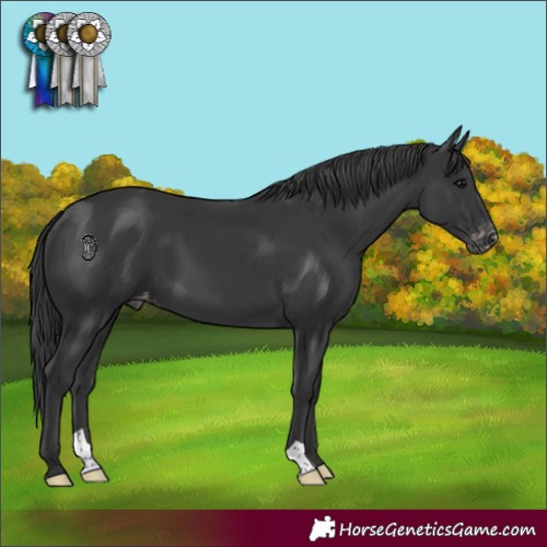 Horse Color:Black Appaloosa