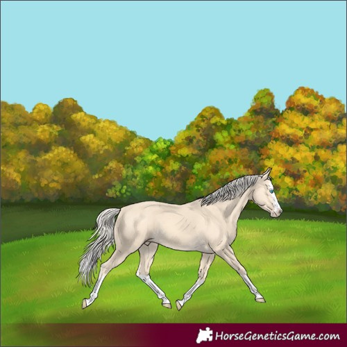 Horse Color:Gold Cream Champagne Splash