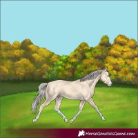 Horse Color:Gold Cream Champagne Splash 