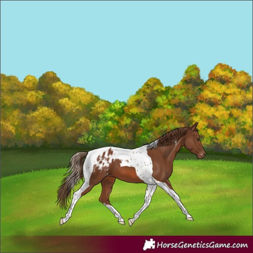 Horse Color:Chestnut Tobiano Appaloosa 