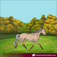 Horse Color:Silver Bay Dun 
