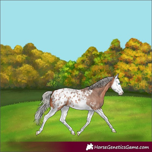 Horse Color:Silver Bay Roan Splash Blanket 