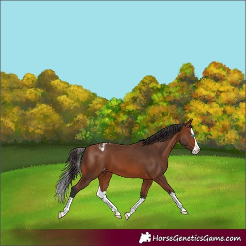 Horse Color:Bay Splash Appaloosa 