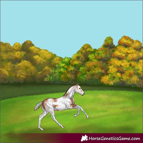 Horse Color:White Spotted Silver Bay Splash Frame