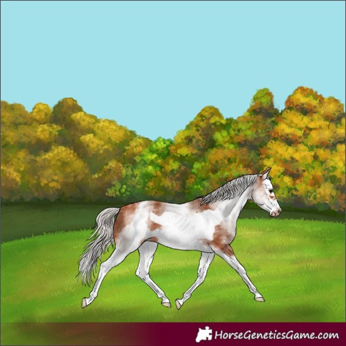 Horse Color:White Spotted Silver Bay Splash Frame 