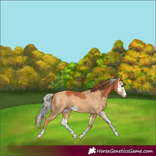Horse Color:Silver Bay Splash Varnish and Red Dun