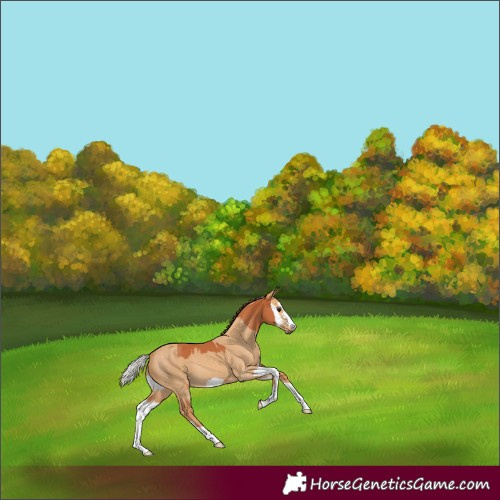 Horse Color:Silver Bay Splash Appaloosa  and Red Dun 
