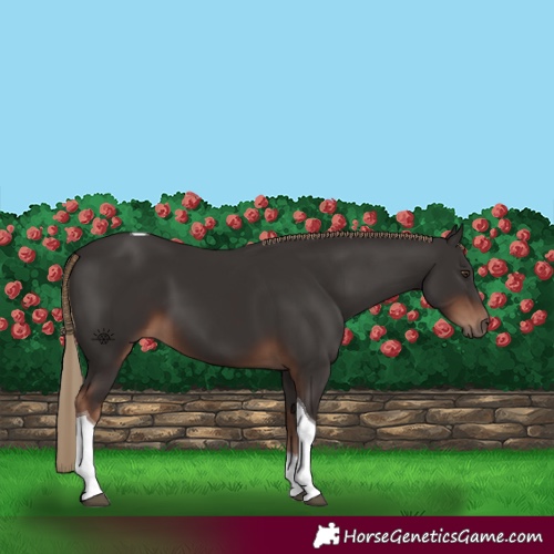 Horse Color:Liver Chestnut Tobiano 