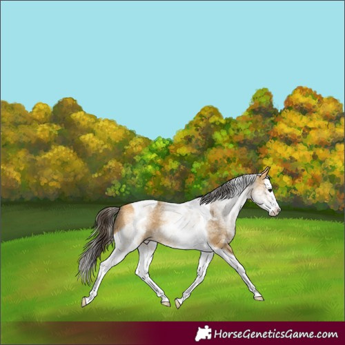 Horse Color:White Spotted Buckskin Splash Tobiano
